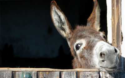 Wycieczka jednodniowa, Wycieczka: Ja, tato i mama z Pafos do farmy osiołków