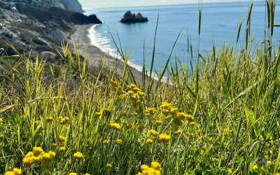 Wycieczka fakultatywna, Wycieczka na plażę Skała Afrodyty [35] z Pafos