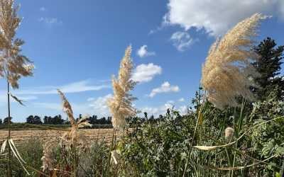 Wycieczka fakultatywna, Wycieczka na plażę Skała Afrodyty z karmieniem osiołków z Pafos